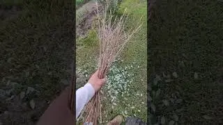 Taking Pineapple Guava Cuttings!