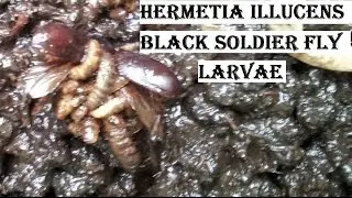 Hermetia Illucens - Stratiomyidae - Black Soldier Fly Larvae (Maggots) | 1080HD