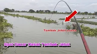 Beginilah Kalau Mancing Tepat Disarangnya‼️ Auto Strike Ikan Mas || Mancing Banjiran Lamongan