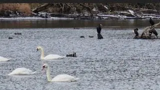 EPIC RIVER BIRDS BEAUTIFUL MOMENT CAUGHT ON CAMERA | RELAXING NATURE VIDEO 