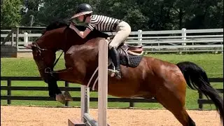 Schooling O/F at showgrounds - reschool green KWPN Stryker
