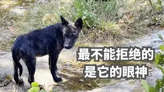 泰国清迈宝藏宠物药店寻药记 & 深山投喂流浪狗实录