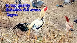 భీమవరం రిచ్ వాటం పిల్లలు #jrr   top quality  ||7075436577 ||#khammam 