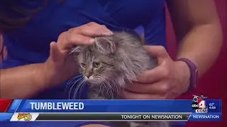 Making a feline friend in time for Global Community Cat Day
