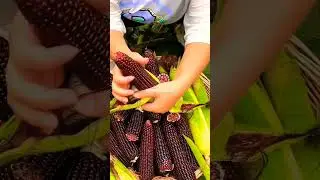 Sweet Corn | Corn | Red Corn | Corn Seed Plant #sweetcorn #corn #redcorn #cornseed #plant #seeds