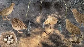 Catching Quail with a Simple Bamboo Trap  Old Farming Technique