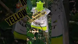 🐝AMAZING YELLOWJACKET TRAP! #shorts