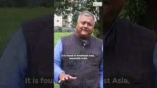 Alstonia - An Evergreen Tree | Best Shade Giving Tree