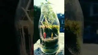 30day  complete closed terrarium #terrariumlove #moss #plant #garden