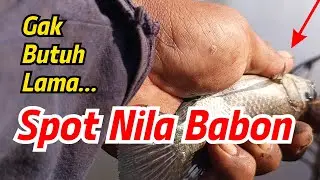GAK BUTUH LAMA PELAMPUNG LANGSUNG HAUP-HAUP‼️ SPOT GACOR IKAN NILA MUJAER #mancingnila