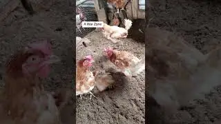 Enough is Enough, beaks must go #poultry#farming #agriculture #chicken #chickenfarm #farminginkenya