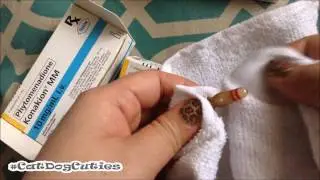 Preparing Vitamin K for Dog (Oral and Injection) | CatDogCuties