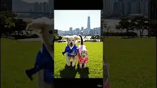 Happy Pets in Hanbok Running at Yeouido Hangang Park, Seoul, Korea