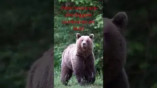 #biggest #animals #life #snow #healthy #giant #trending #youtubeshorts #rap #song #remix #viral