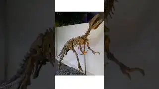 Газозавр. #elephant #elephant #pterosaurus #животные #daspletosaurus