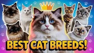 Top Cat Breeds |  Every Cat Lover Should Know About | #catbreed