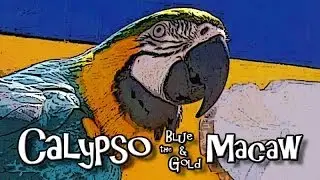 Calypso the Blue and Gold Macaw Live Stream