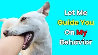 I Was Misinterpreting My Dog Until I Learned This!