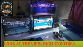 LOOK AT THE VIEW. HIGH-END VIBES ONLY ❗❗ , CLEAN THE FISH TANK