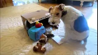 SPECIAL DELIVERY for FEEFERS the Wire Fox Terrier