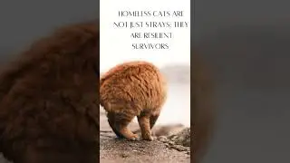 Homeless cats are not just strays; they are resilient survivors #cat