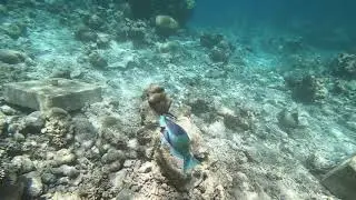 underwater dentists