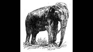 Topsy the Elephant