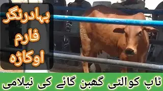 Auction of Top Quality Pregnant Sahiwal Cow || گورنمنٹ بہادرنگر فارم پر ٹاپ کلاس گھبن گائےکی نیلامی