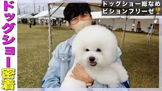 愛犬ラニの最後のドッグショーに密着【ビションフリーゼ】