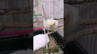Why Cockatiels Love Cuttlebone 🦜 | Calcium & Beak Care