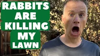 These Rabbits Are Killing My Lawn and Here Is What I'm Going To Do About it