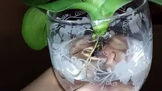 Orquídea sem raízes! Como recuperar Phalaenopsis sem raízes na água