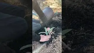 Посадка агавы из семян