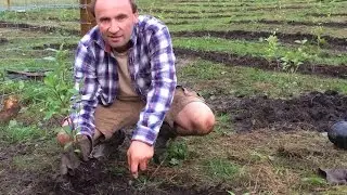 Dalguise Tea Garden