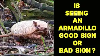 IS SEEING AN ARMADILLO GOOD SIGN OR BAD SIGN ?