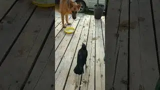 Baby Crow Asking German Shepherd Dog For Food  #babycrow #dog