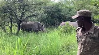 ジワ・ライノ・サンクチュアリのシロサイ