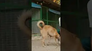 Highland Dogs vs. Local Wildlife: The Ultimate Showdown