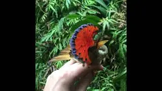 The Royal flycatcher ❤️#birds #loving #parrot #shorts