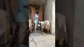 Dog love with goats❤️😂dog want to eat goats😂 #ytshorts #funny #funnycute #animals #goat #petlover