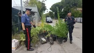 Carabinieri rinvengono piantagione di marijuana al Campo Nomadi di via Islanda