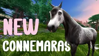buying a new connemara!! - star stable