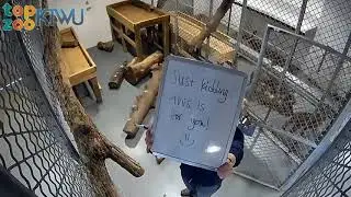ICYMI: Topeka Zoo Keepers Rock!