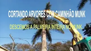 Técnica de cortar arvore com caminhão munk - palmeira imperial.