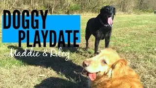 + GOPRO HIKING DOGS | now&jenn