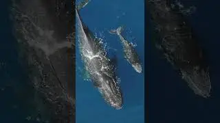 Fun Humpback Whale Song for Kids | Ocean Adventure & Learning Facts