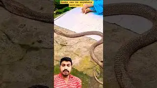 Snake Awareness While Sleeping Outside 🐍📢 #awareness #safety #safetytips #snake #publicawareness