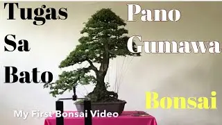 Tugas sa Bato Bonsai: Time-lapse Video