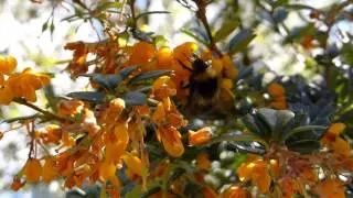Barberries - Bl&aacute;broddur - Darwinsbroddur - Hunangsfluga - Bl&oacute;mafrj&oacute;vgun
