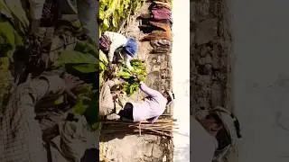 Have you ever seen tobacco #short#ytshort#trendingvideo